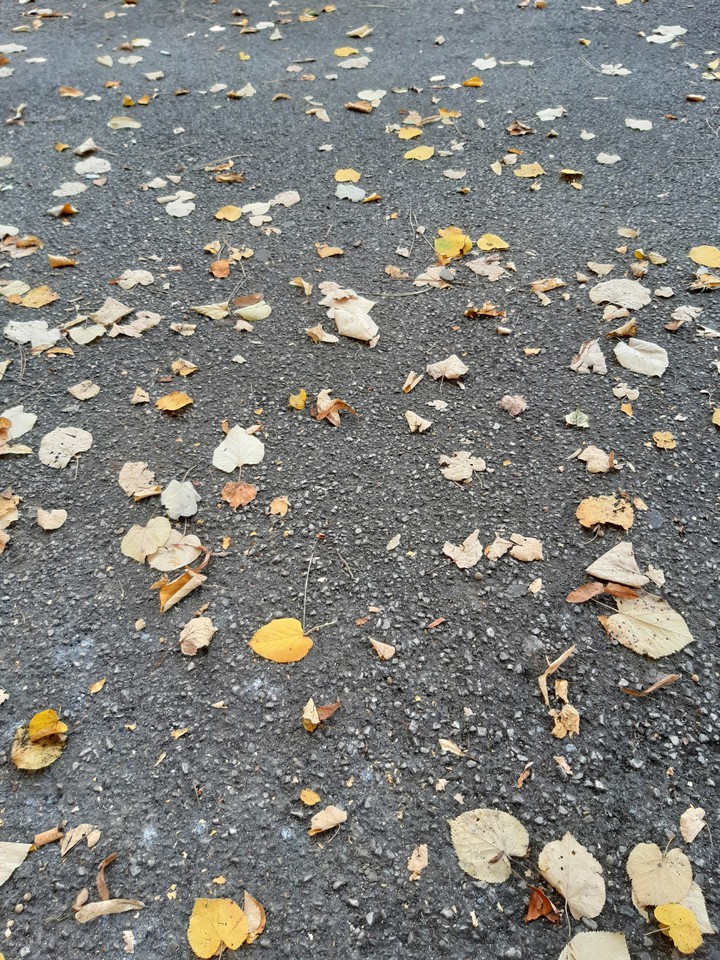 Leaf