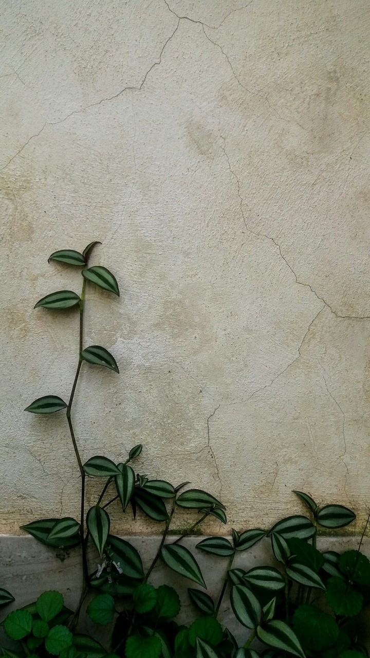 벽