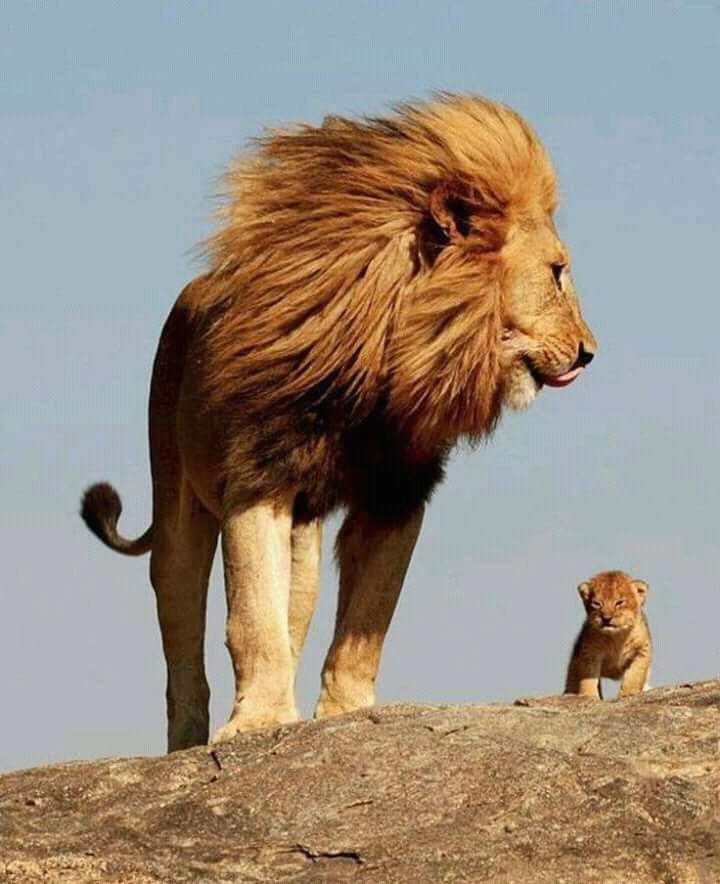 lion