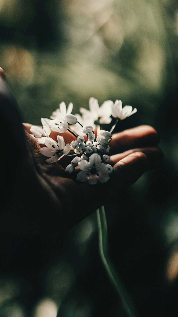 flowers