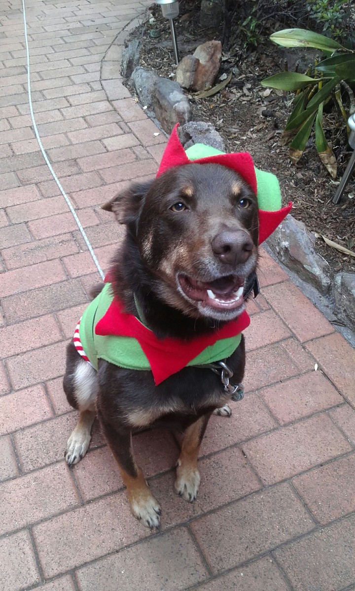 Elf Dog