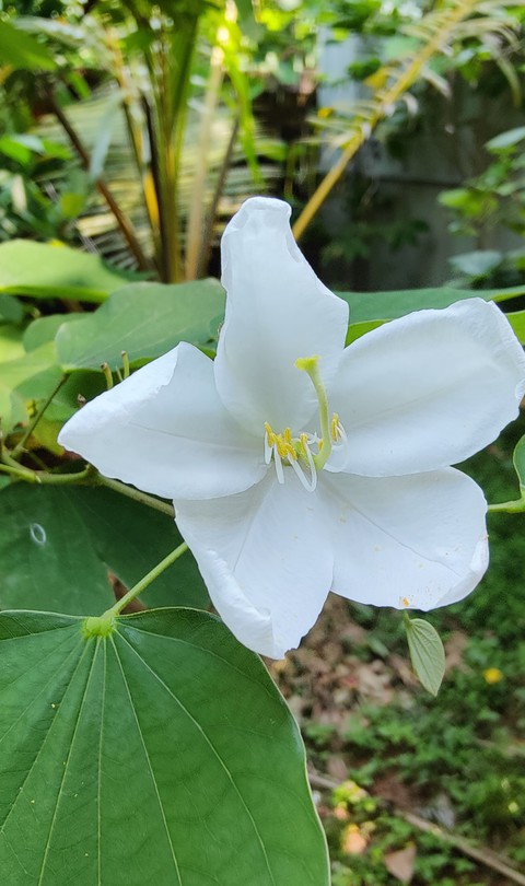 خلفيات twig, flower