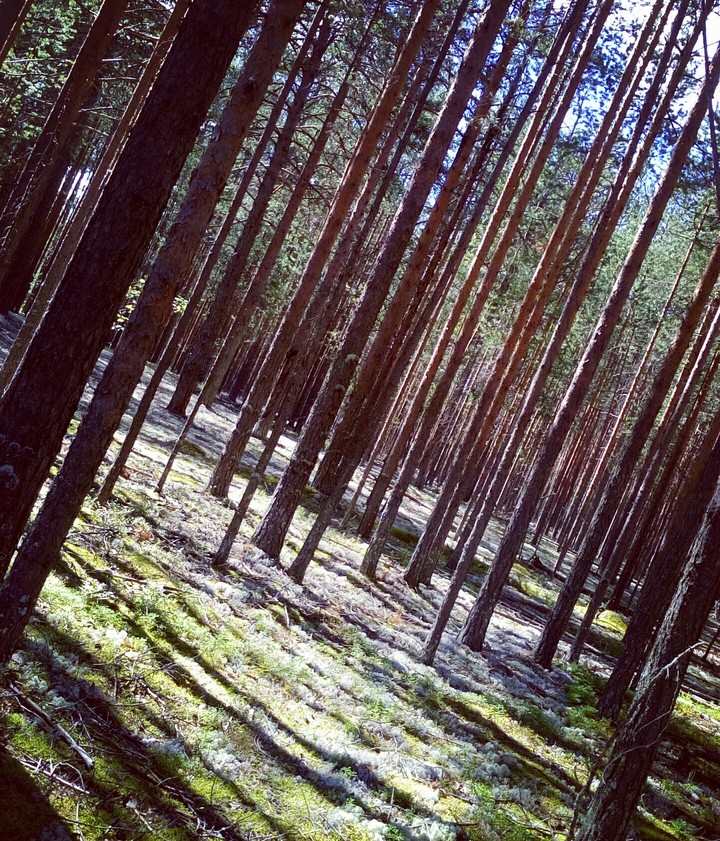 Уральский лес