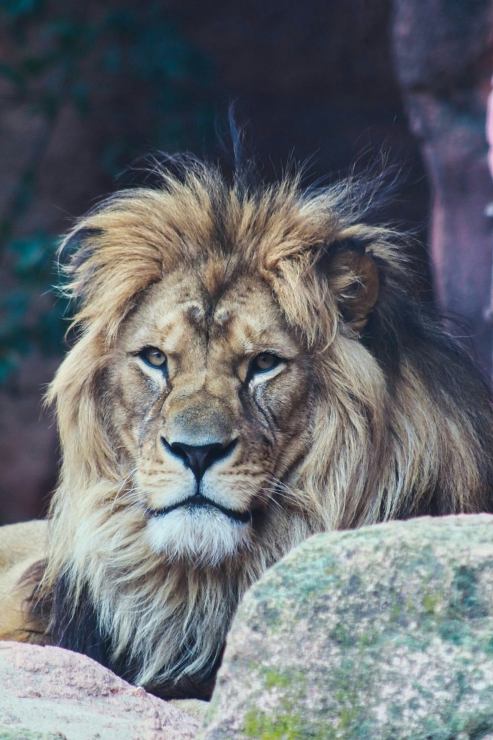 jungle king