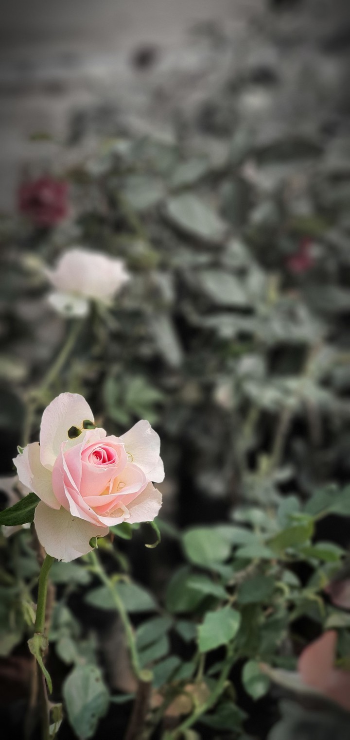 white Rose