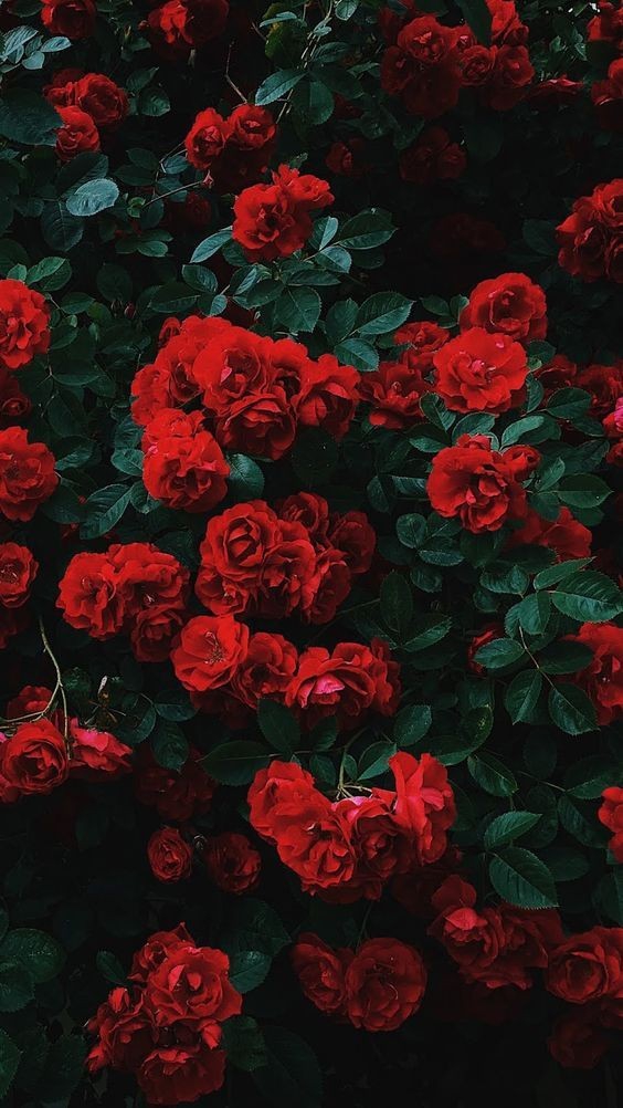 rose