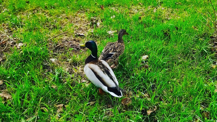 Ducks