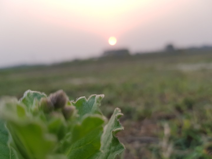 sun