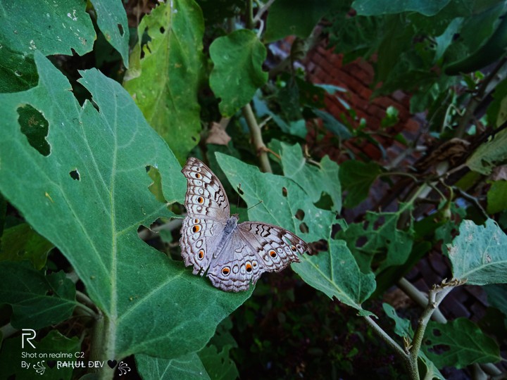 #butterfly