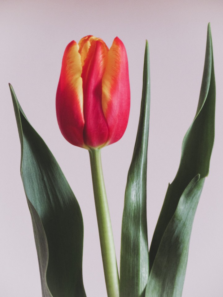 tulip