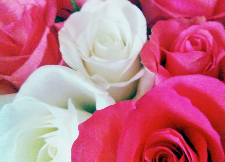 roses