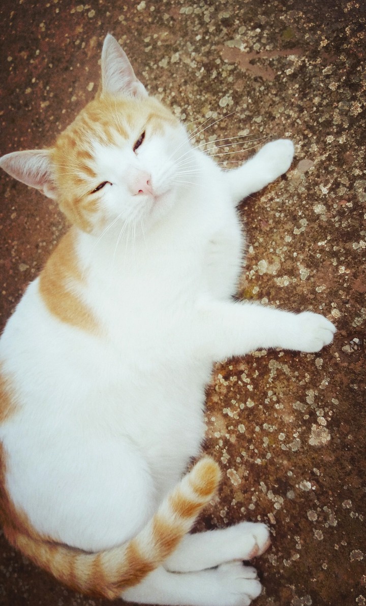 cats
