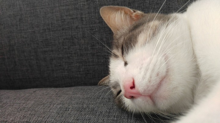 Sleeping Cat