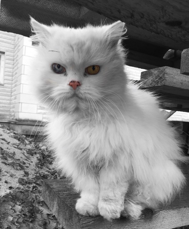 white cat