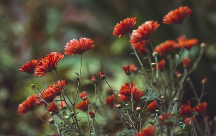 Autumn flowers