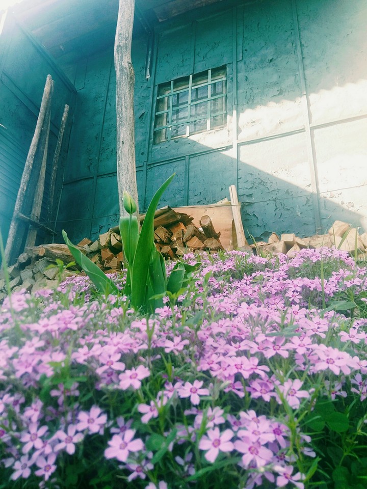 nature awakens