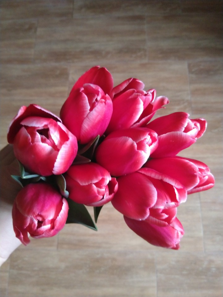 tulip