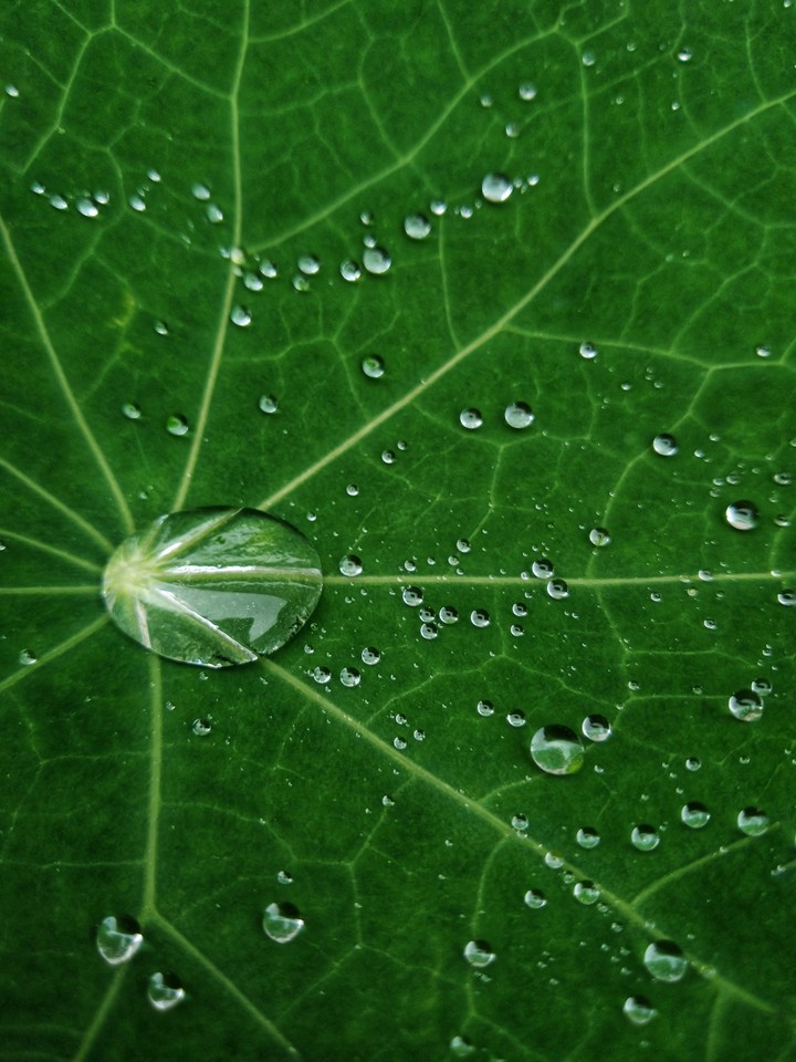 water droplets on garden nasturtium