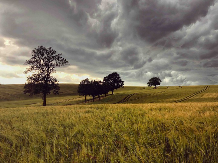 Field