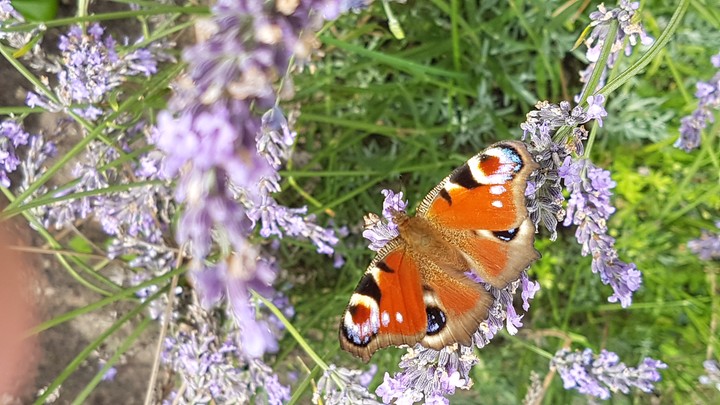 Butterfly