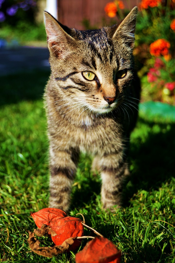 cat