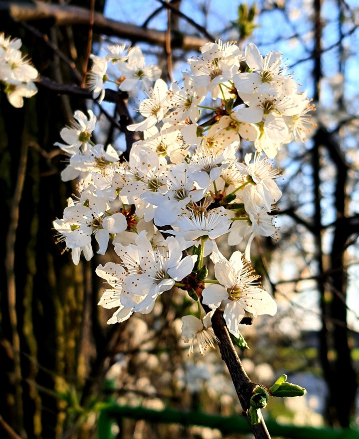 wiosna