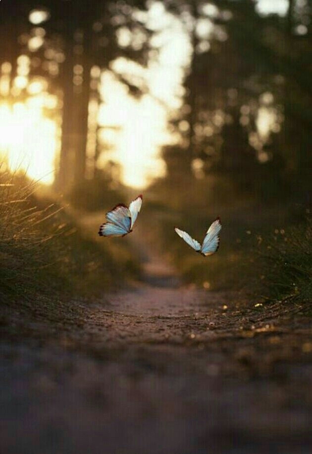 butterfly