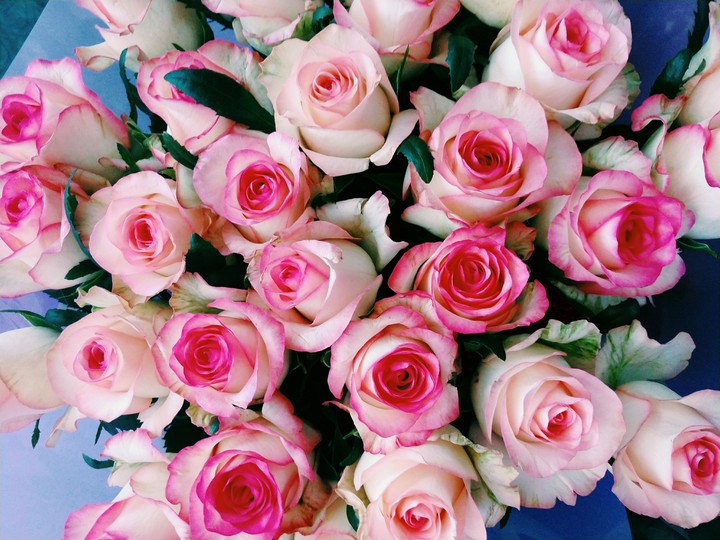 rose