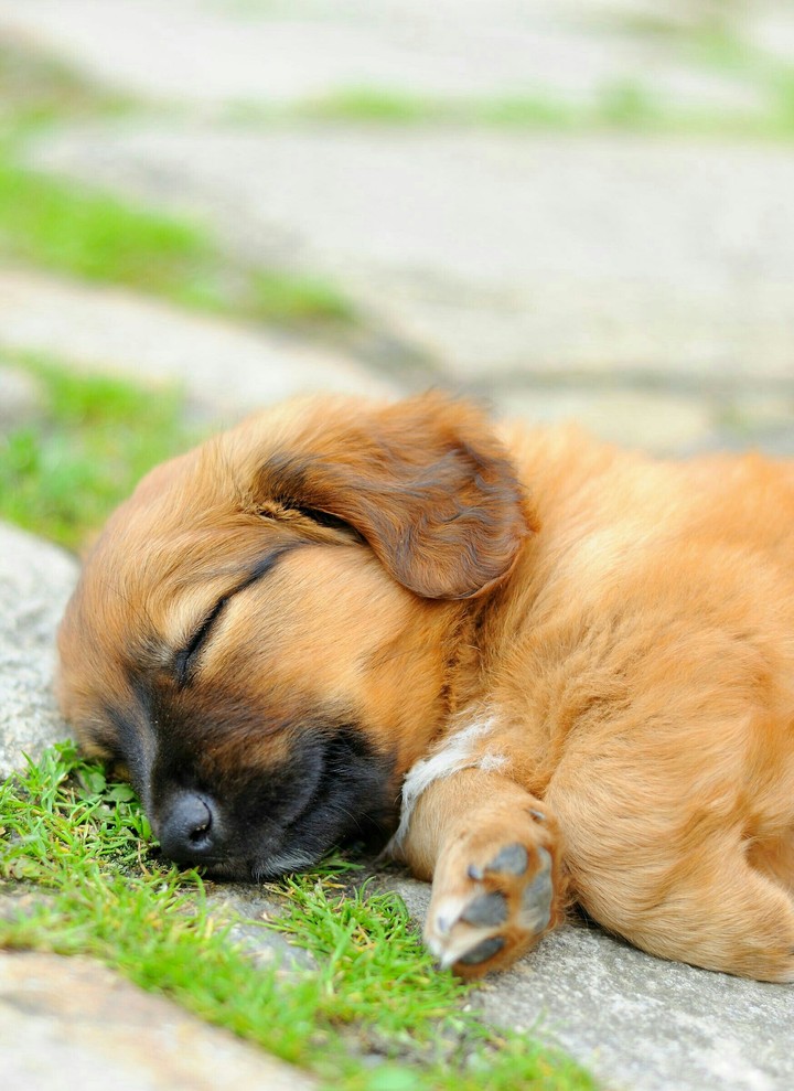 cute dog