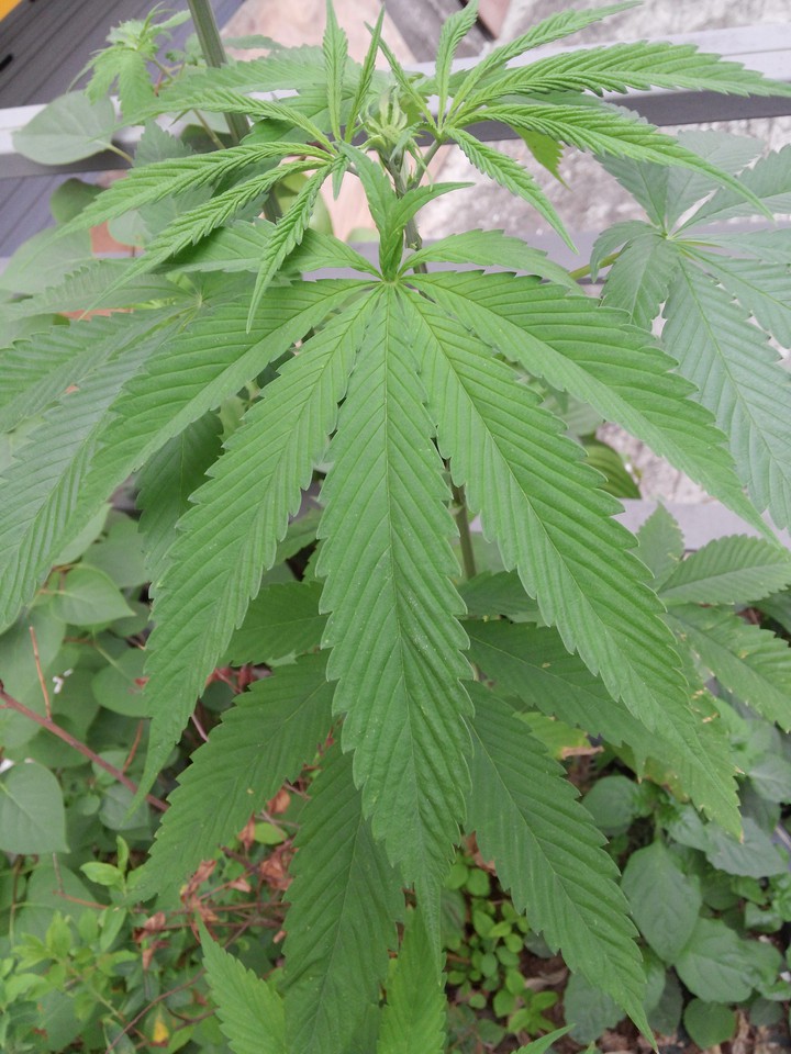 굳이 꽃만 이쁘랴?