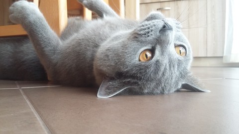 British Cat