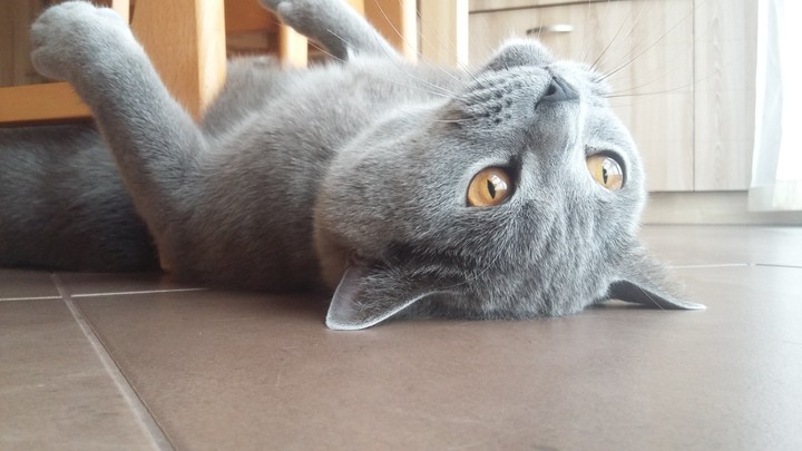 British Cat