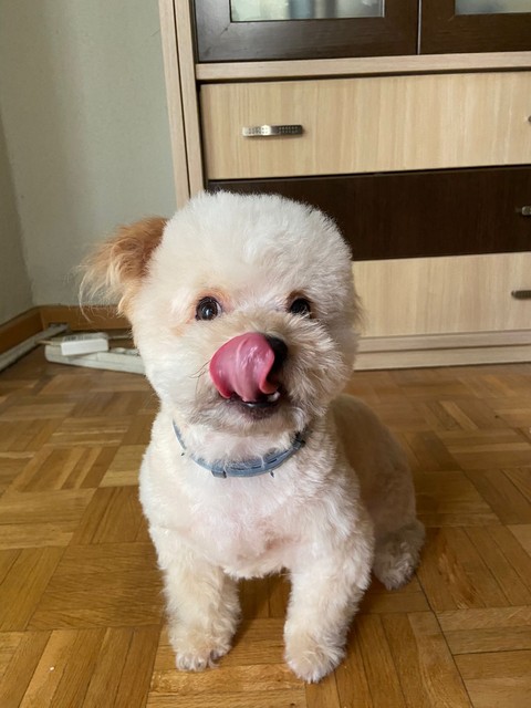 обои dog, vertebrate