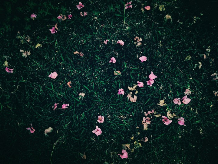 Fallen Flowers