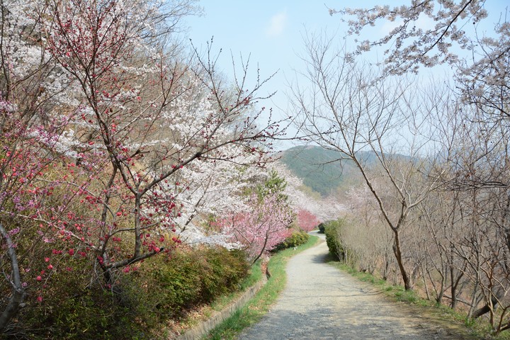 진해이미지
