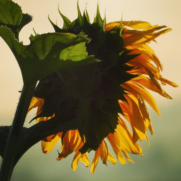 Sunflowers are so beautiful.