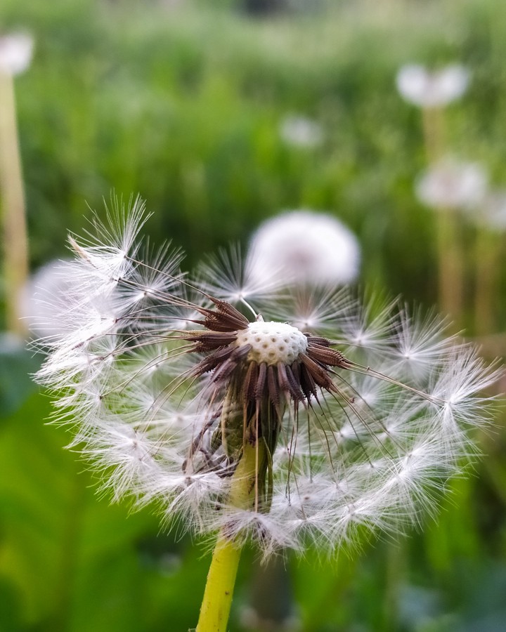 macro
