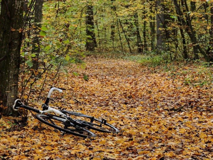 autumn