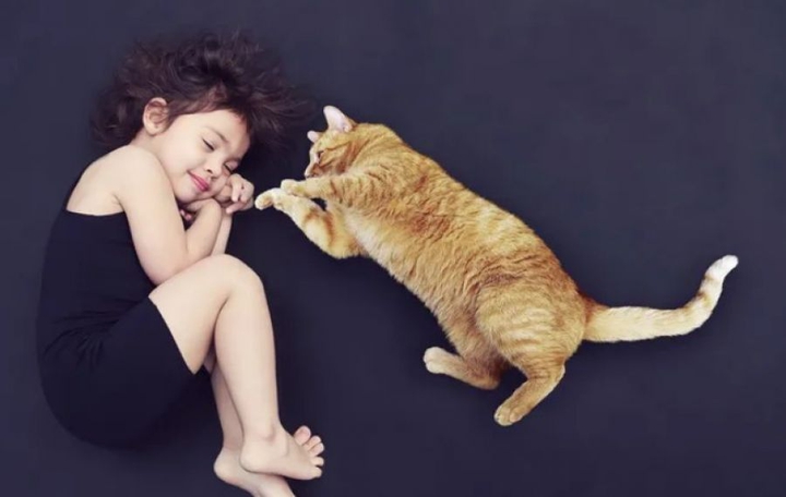 猫