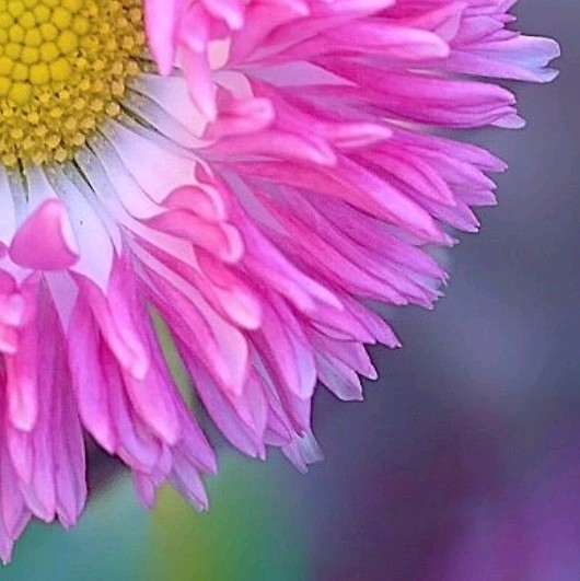 4x puzzle daisy