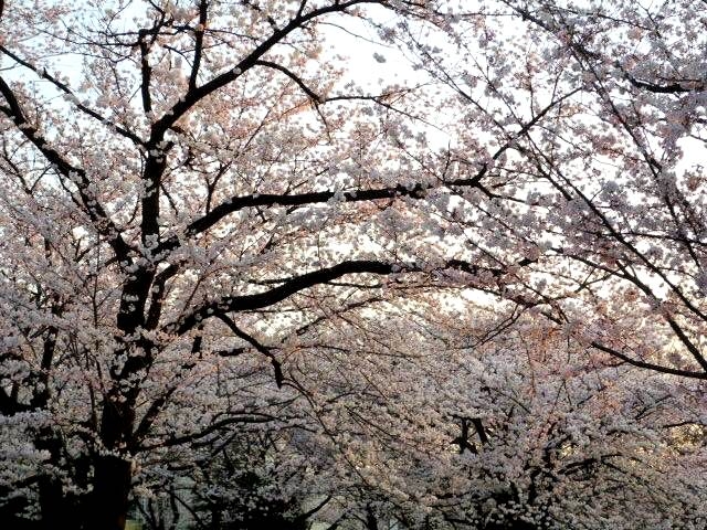 japan sakura
