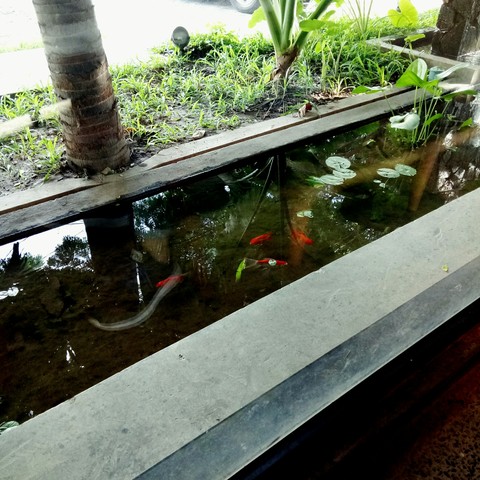 pond, Water Hintergrundbilder