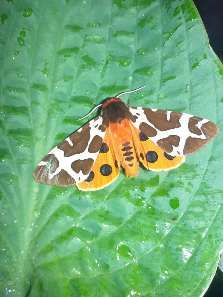 Butterbrod