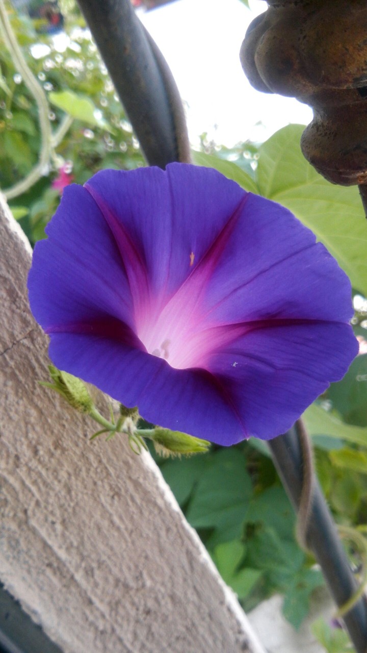 Beauty flower