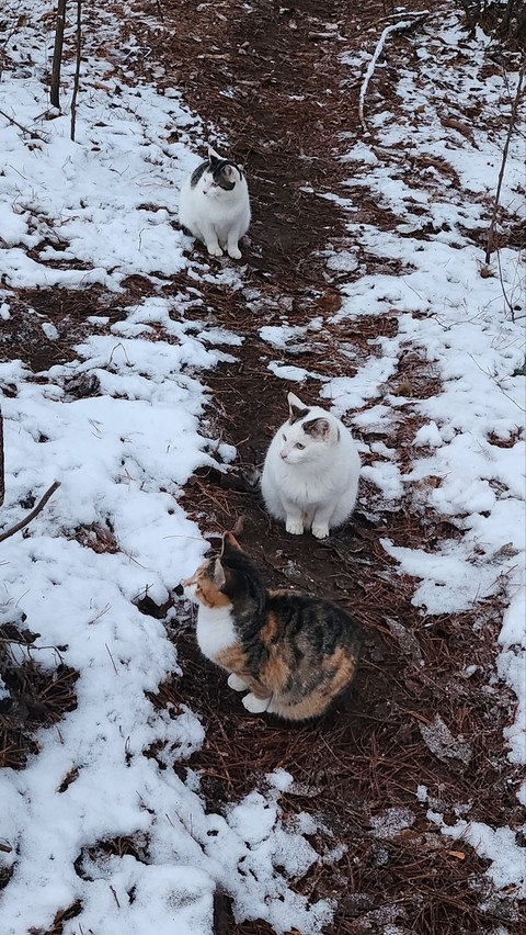cat, Carnivore wallpapers