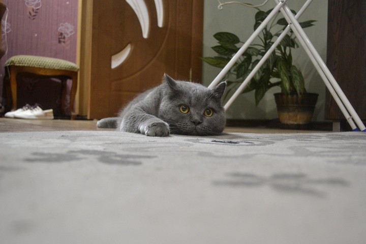 My cat
