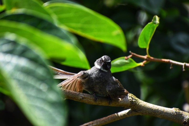 #fantail