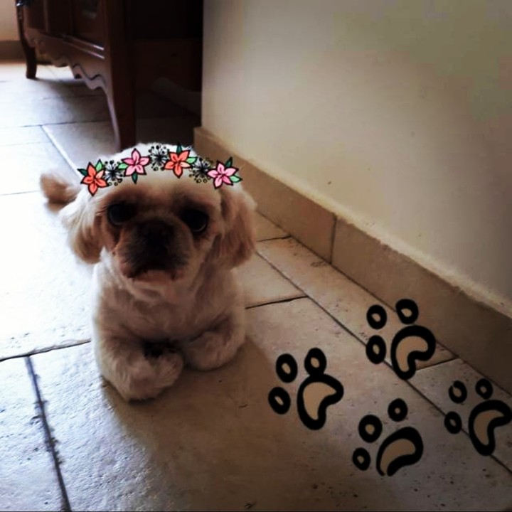 ?my cute little dog?
