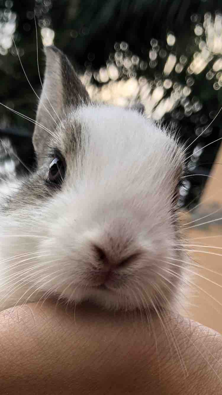 baby bun