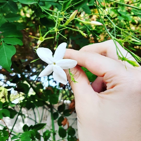 jasmin